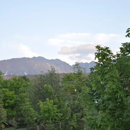 Srebrny świerk * Zakopane